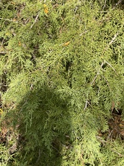 Juniperus virginiana