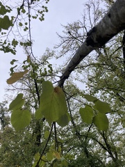 Tilia