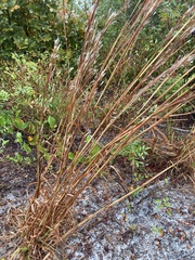 Andropogon floridanus