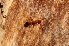 Formicoxenus nitidulus