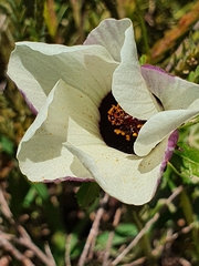 Hibiscus trionum