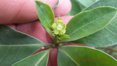 Euphorbia transvaalensis