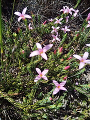 Lachnaea grandiflora