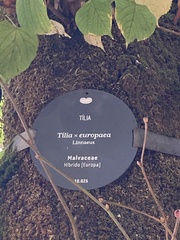 Tilia × europaea
