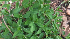 Euphorbia transvaalensis