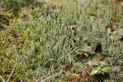 Cladonia subulata