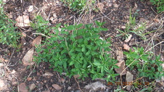 Euphorbia transvaalensis