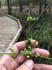 Cyperus pseudovegetus