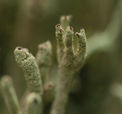 Cladonia subulata
