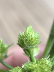 Cyperus pseudovegetus