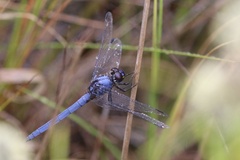 Trithemis dorsalis