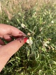 Vicia lutea