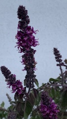 Ocimum