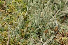 Cladonia subulata