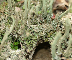 Cladonia subulata