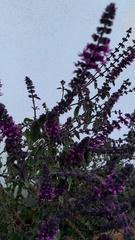 Ocimum