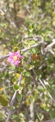 Grewia robusta
