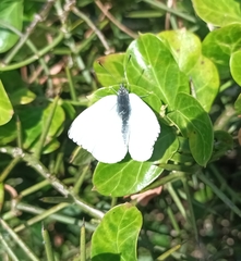 Dixeia charina
