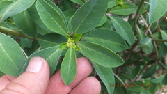 Euphorbia transvaalensis