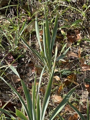 Yucca pallida