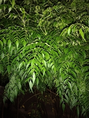 Azadirachta indica