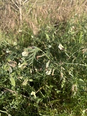 Vicia lutea