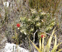 Leucospermum oleifolium