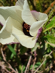Hibiscus trionum