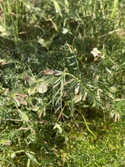 Vicia lutea