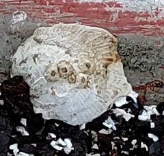 Pododesmus macrochisma