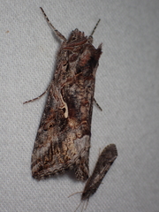 Autographa