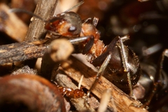 Formicoxenus nitidulus