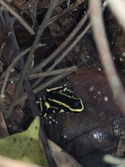 Dendrobates truncatus