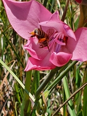 Gladiolus carneus