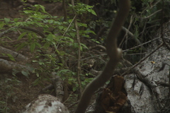 Thryophilus pleurostictus