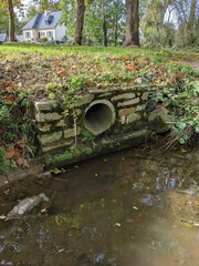 Zygodon viridissimus