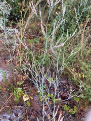 Polygonella gracilis