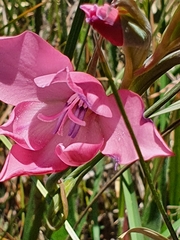Gladiolus carneus