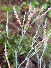 Polygonella gracilis