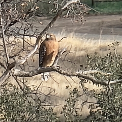 Buteo lineatus elegans
