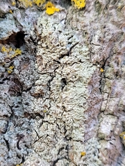 Hyperphyscia syncolla