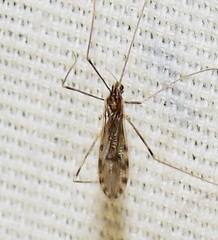 Erioptera