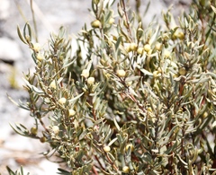 Grubbia tomentosa
