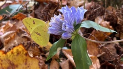 Gentiana villosa