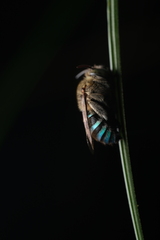 Zonamegilla