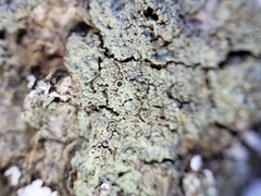 Hyperphyscia syncolla