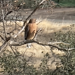 Buteo lineatus elegans