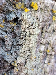 Hyperphyscia syncolla