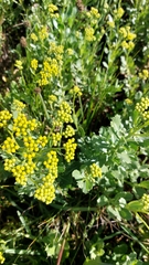 Senecio halimifolius