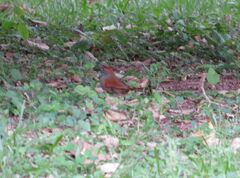 Synallaxis frontalis